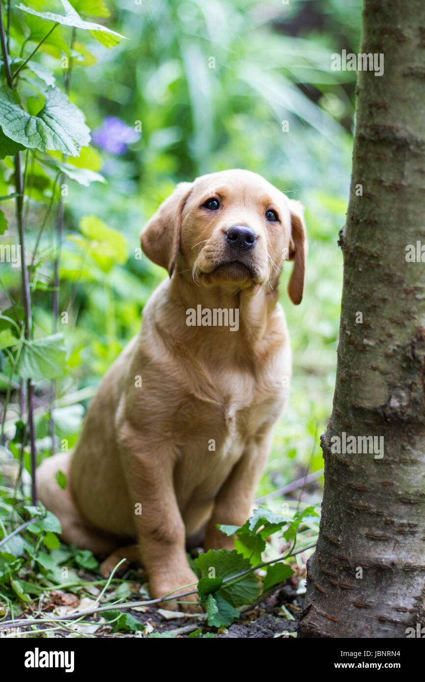 A yellow, working Labrador Retriever puppy sitting obediently in undergrowth or garden and looking straight at the camera in a Champion dog show image Stock Photo