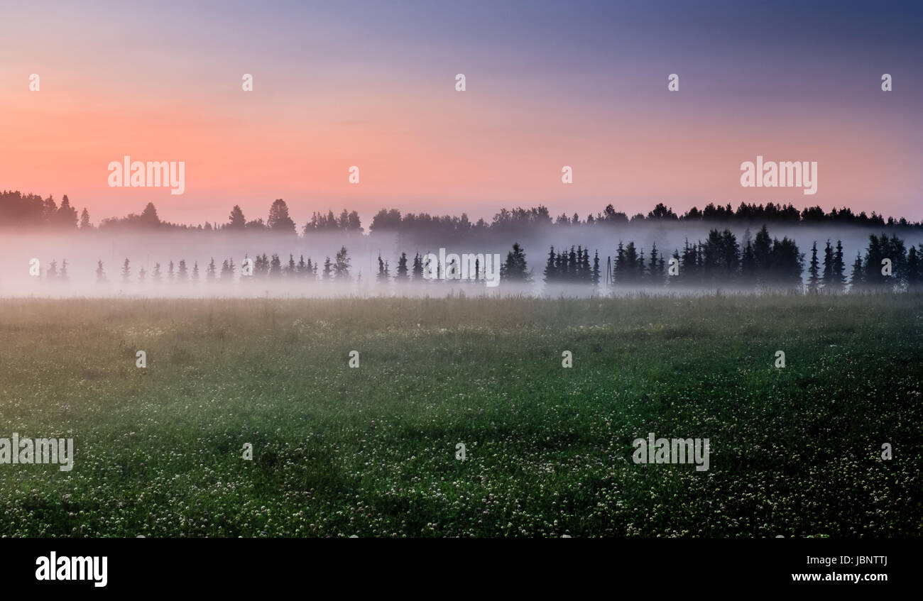 Landscape with idyllic field and fog at summer evening. Stock Photo