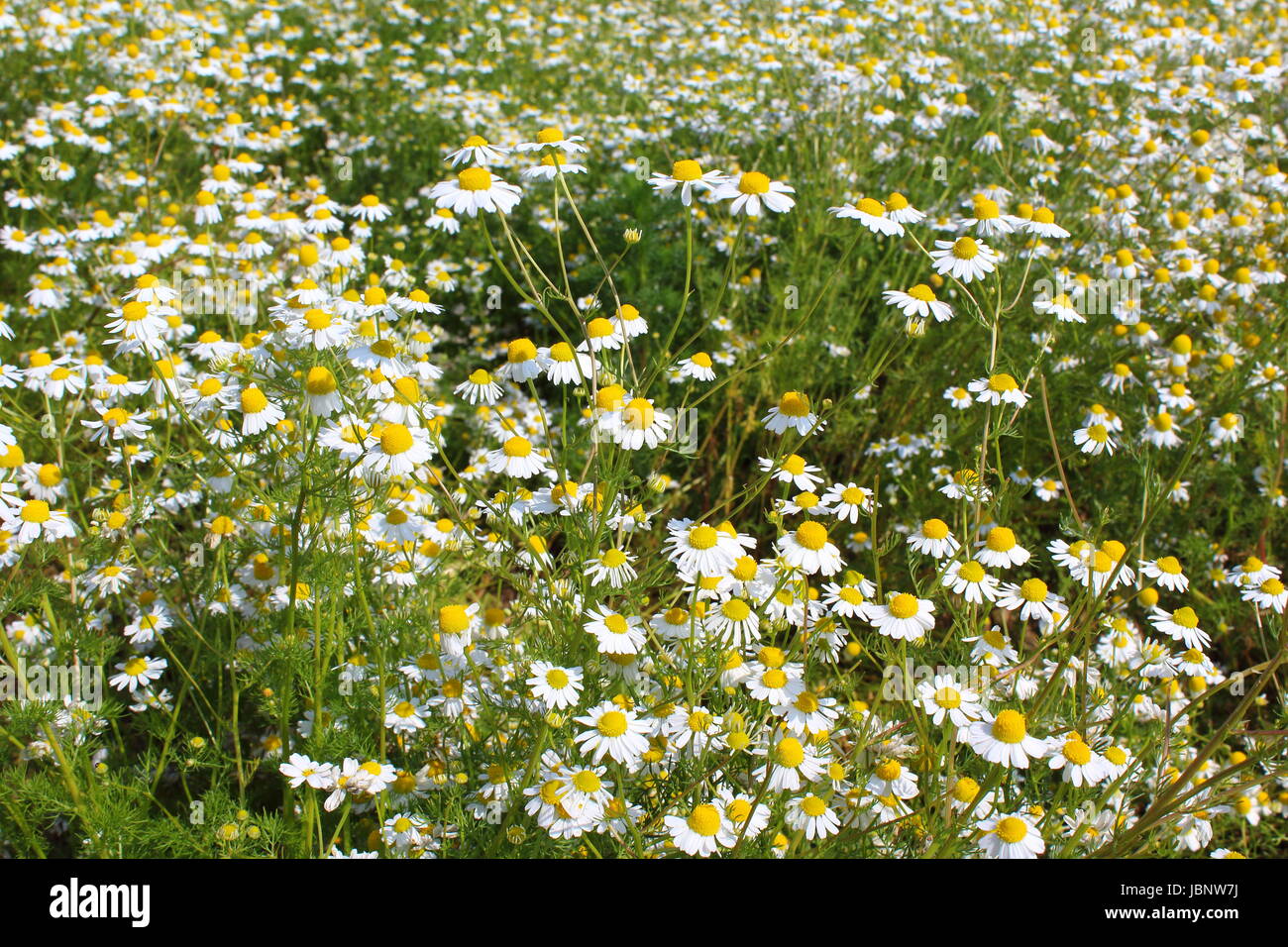 field with chamomile plants (Matricaria chamomilla) in flower Stock ...