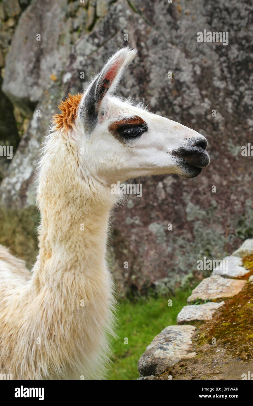Portrait of llama standing at Machu Picchu, Peru. In 2007 Machu Picchu was voted one of the New Seven Wonders of the World. Stock Photo