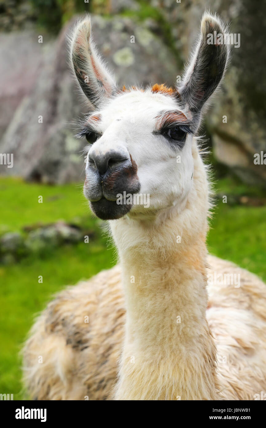 Cusco peru llama hi-res stock photography and images - Alamy