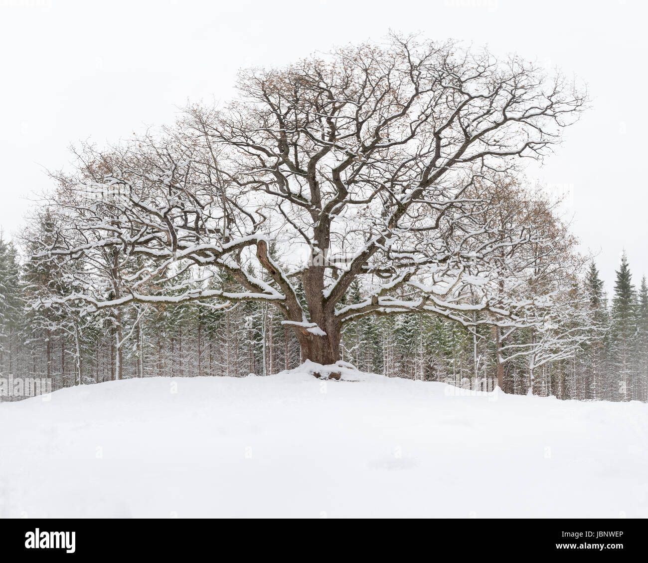 Very old and big oak with winter mood at daytime in Finland Stock Photo