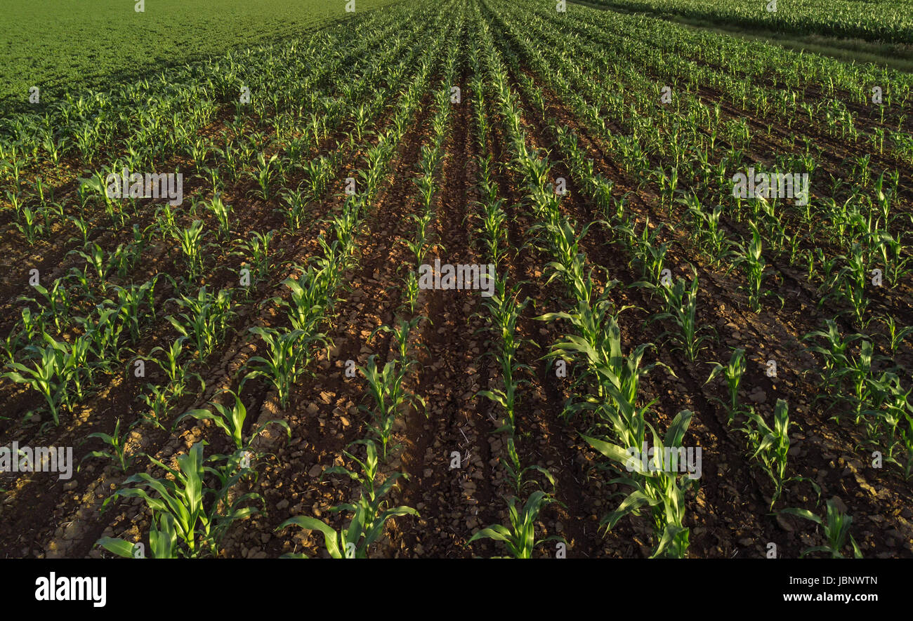 Corn field from drone point of view, cultivated maize crops Stock Photo