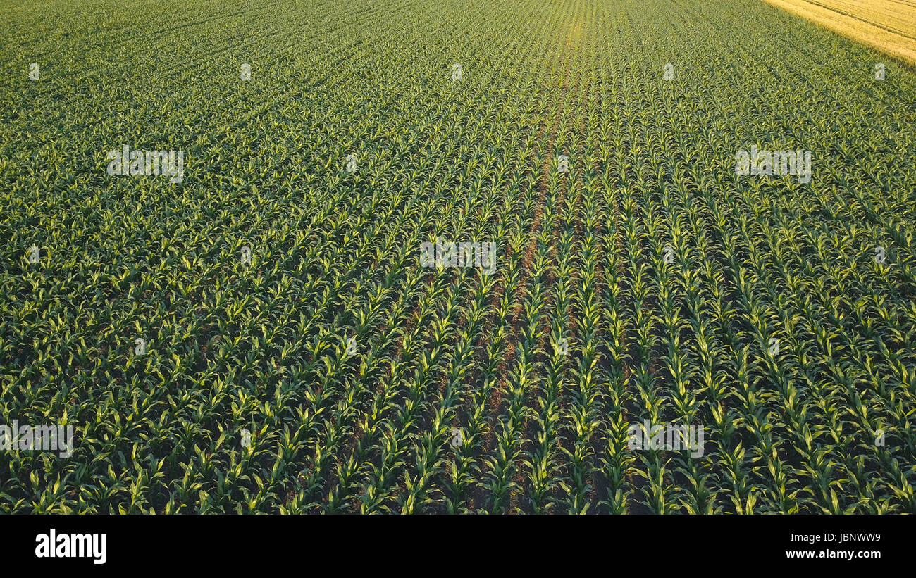 Corn field from drone point of view, cultivated maize crops Stock Photo