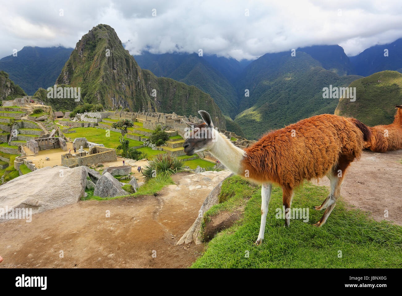 Llama standing at Machu Picchu overlook in Peru. In 2007 Machu Picchu was voted one of the New Seven Wonders of the World. Stock Photo