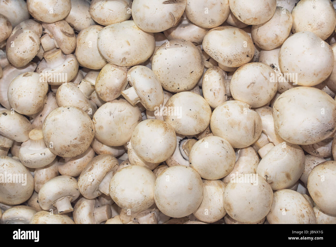 Organic champignon mushroom heap for sale on farmers market Stock Photo