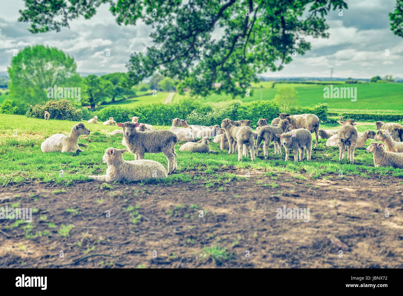 Herd of Sheep Grazing on Fresh Green Pastures in UK Stock Photo - Alamy
