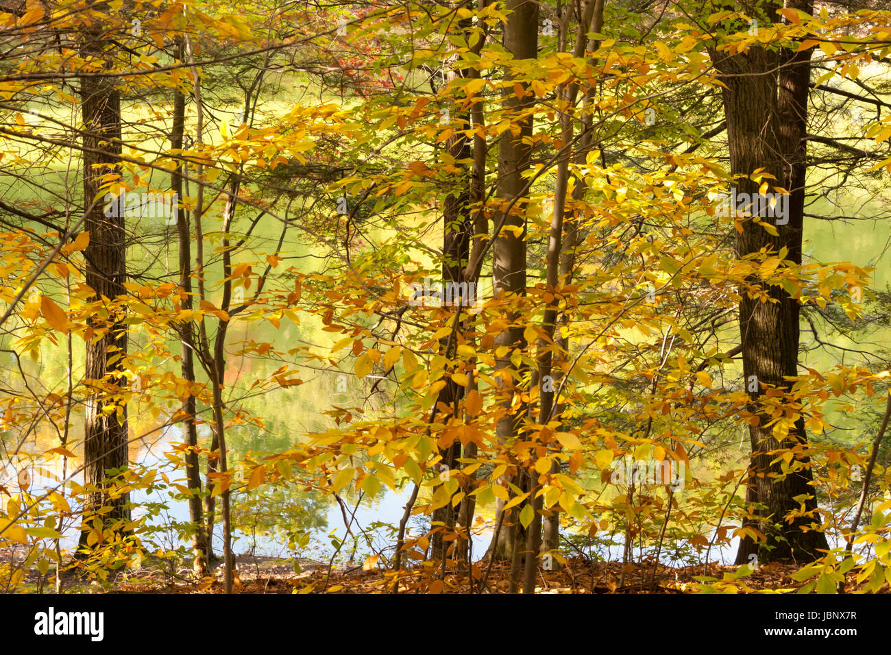 Lake reflections of autumn trees Stock Photo - Alamy