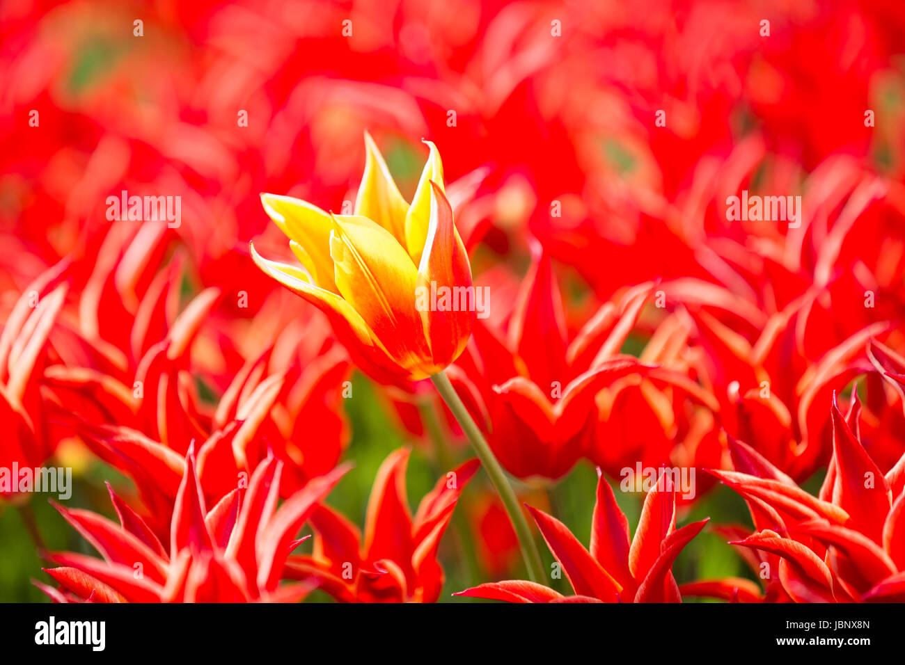 Bed of tulips growing in spring garden tulips Stock Photo - Alamy