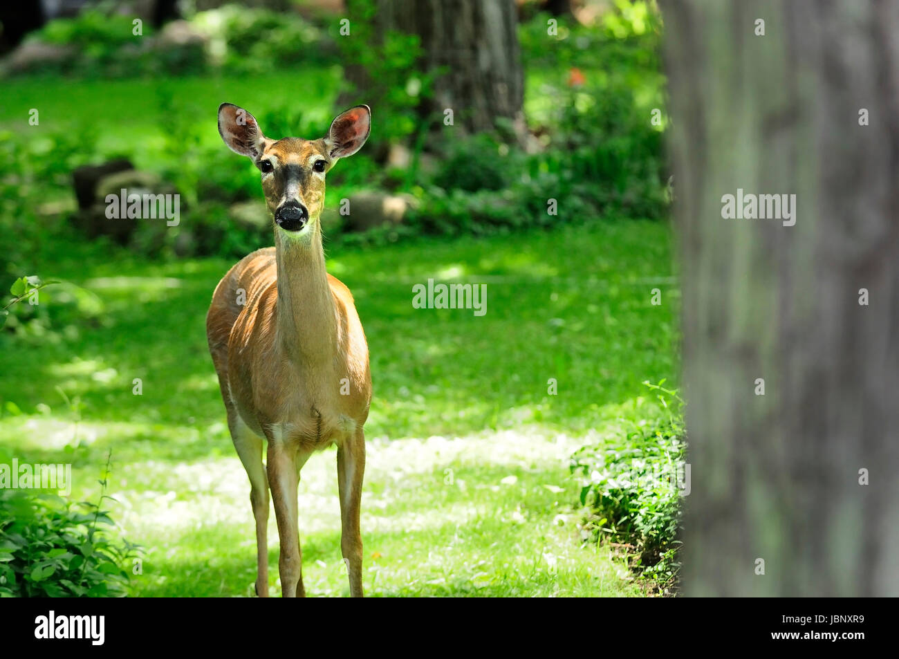 White tailed deer in side yard Stock Photo Alamy