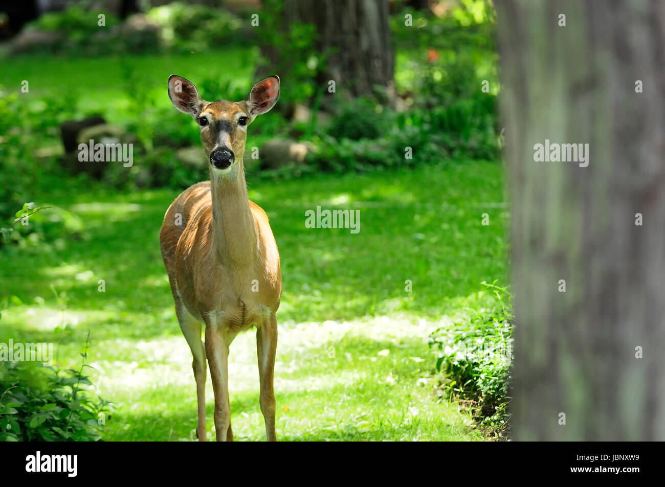 White tailed deer in side yard Stock Photo Alamy