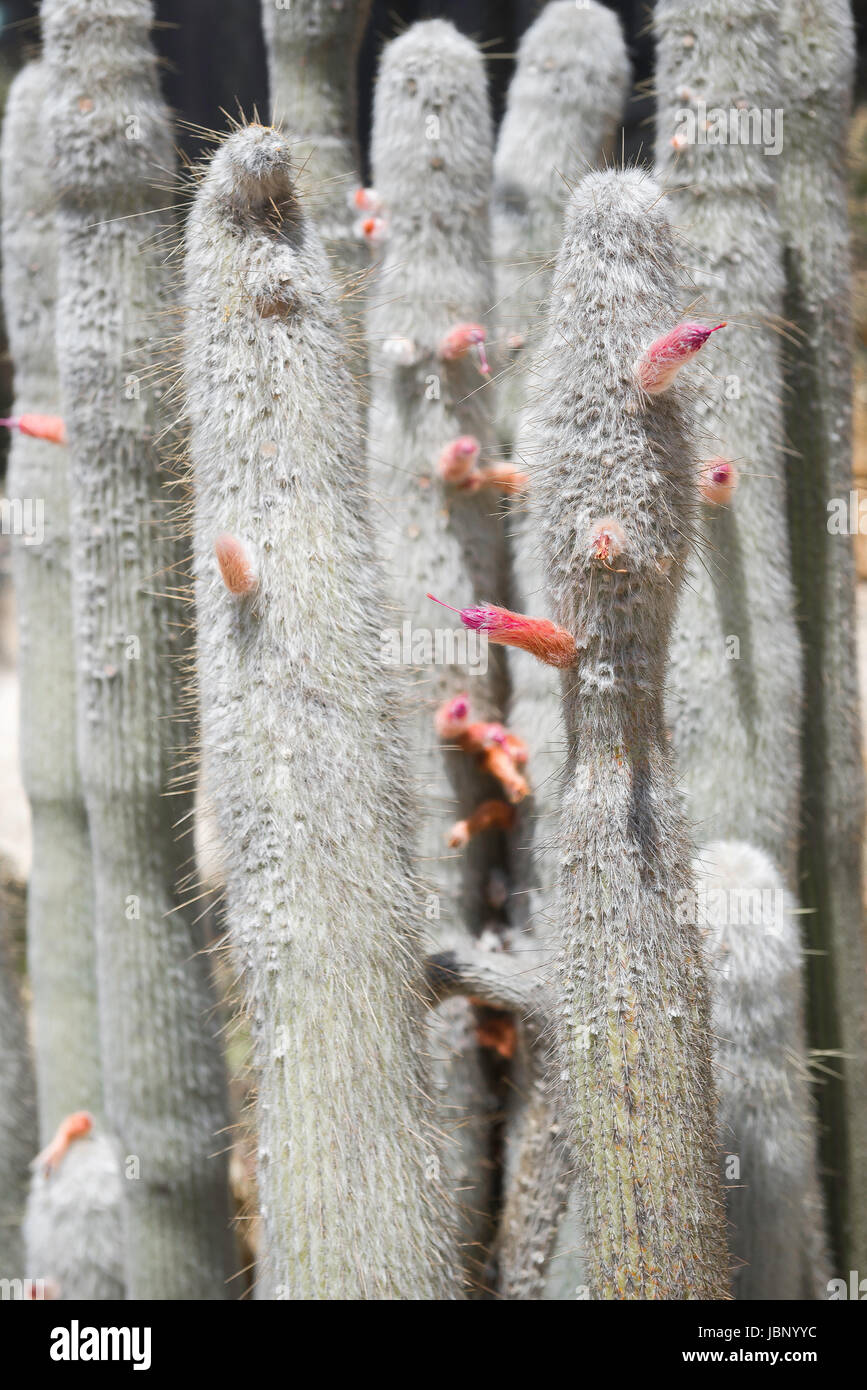 A flowering Cleistocactus Parviflorus, growing in the Botanical Garden