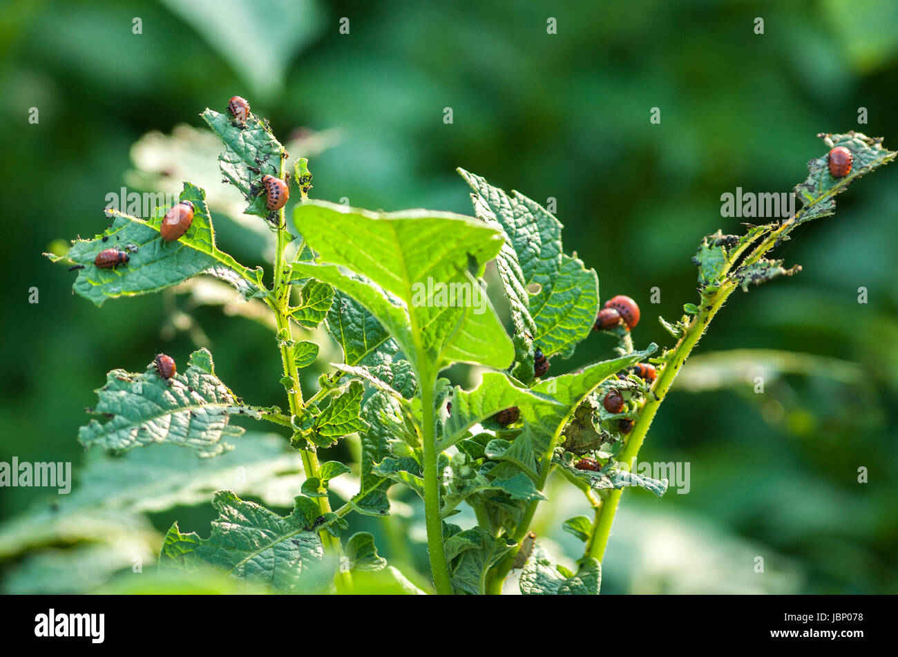 Bugs eating potato plant Stock Photo Alamy