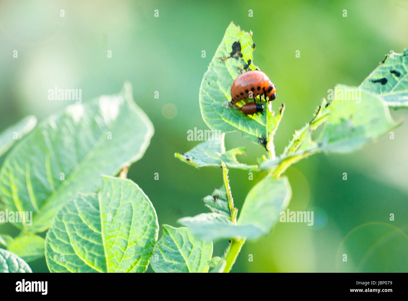 Bugs eating potato plant Stock Photo Alamy