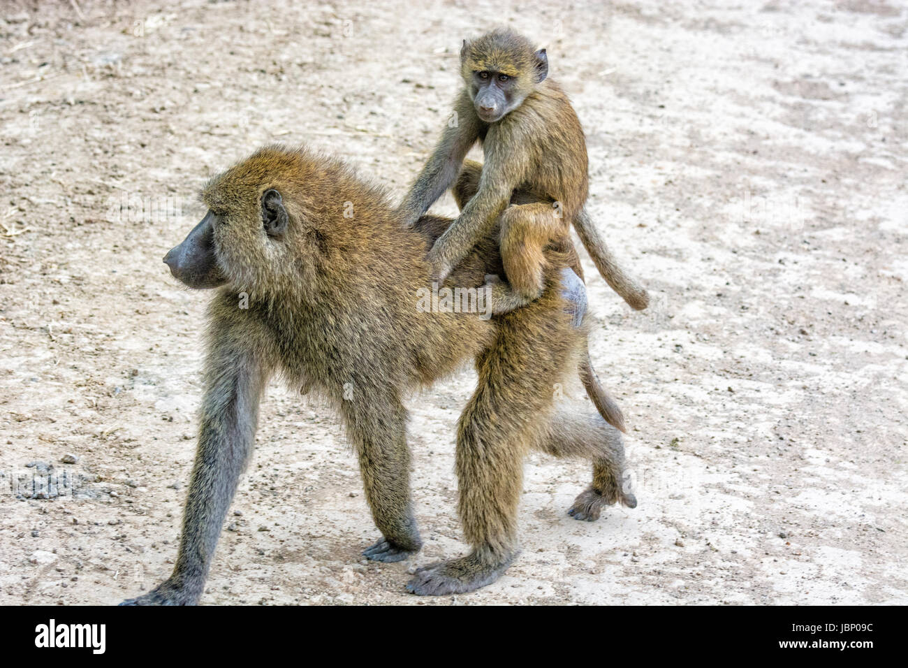 Cute baby Olive Baboon, Papio anubis, carried, riding, on its mother's back, Nakuru National Park, Kenya, East Africa Stock Photo