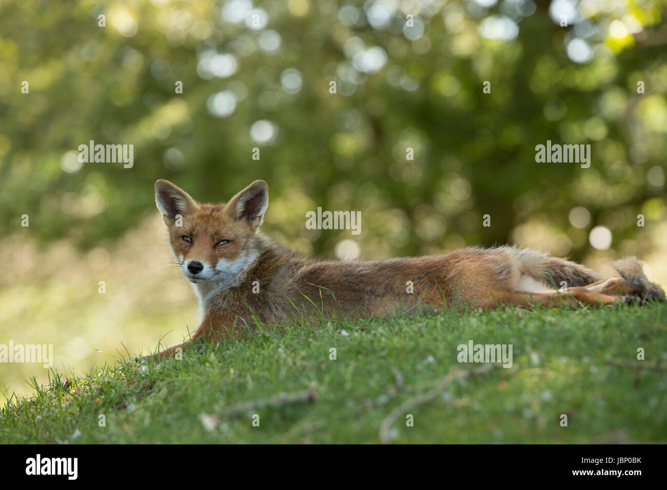 Red fox, lying stretched in grass and looking in camera Stock Photo - Alamy
