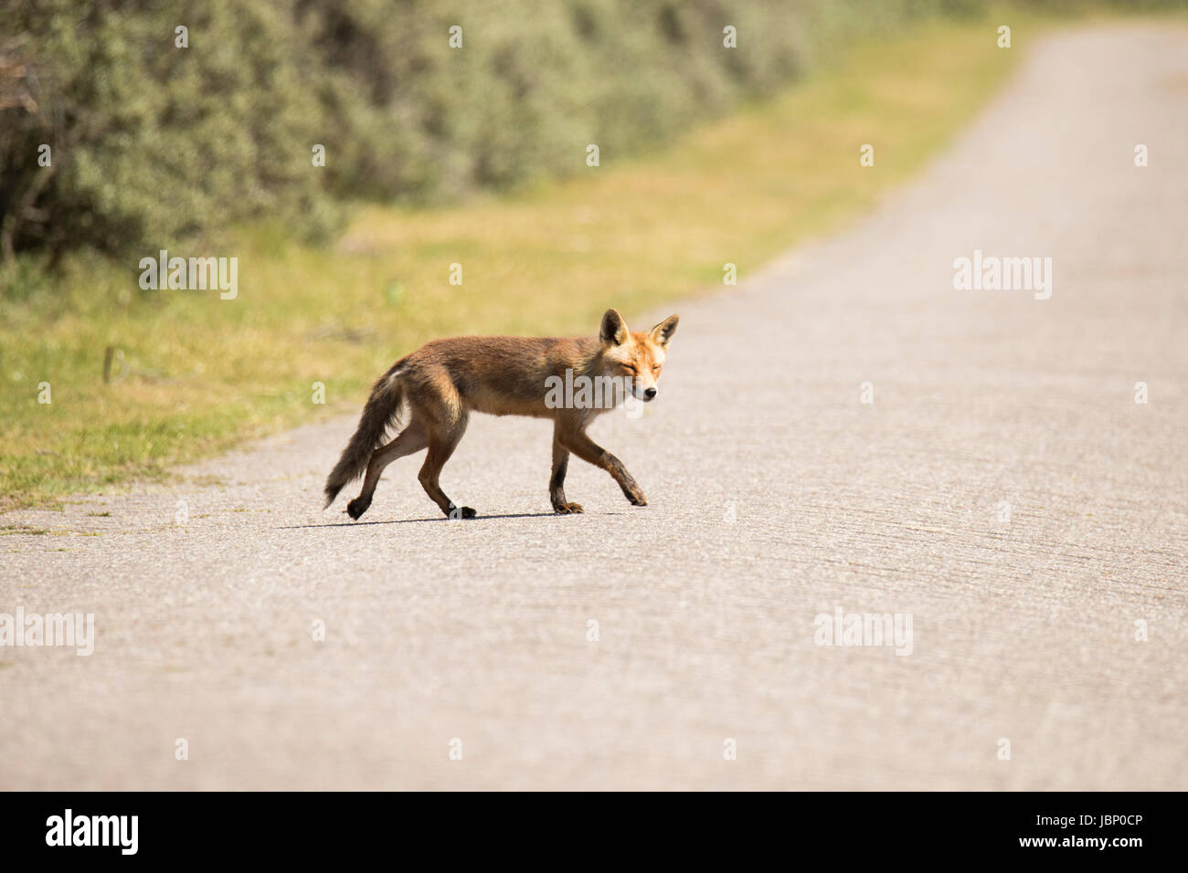 Red fox crossing a road Stock Photo Alamy