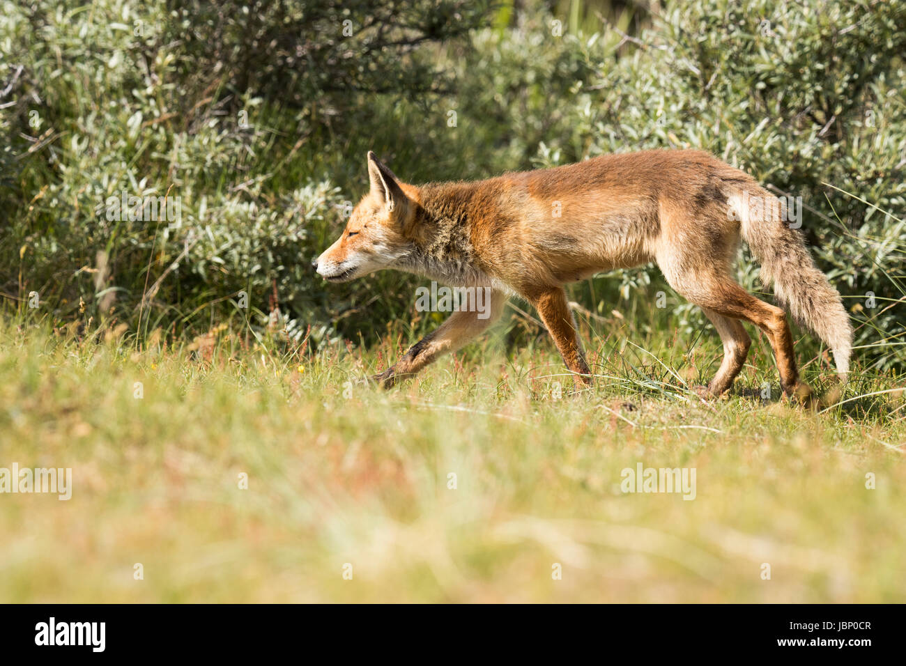 Red fox hunting Stock Photo