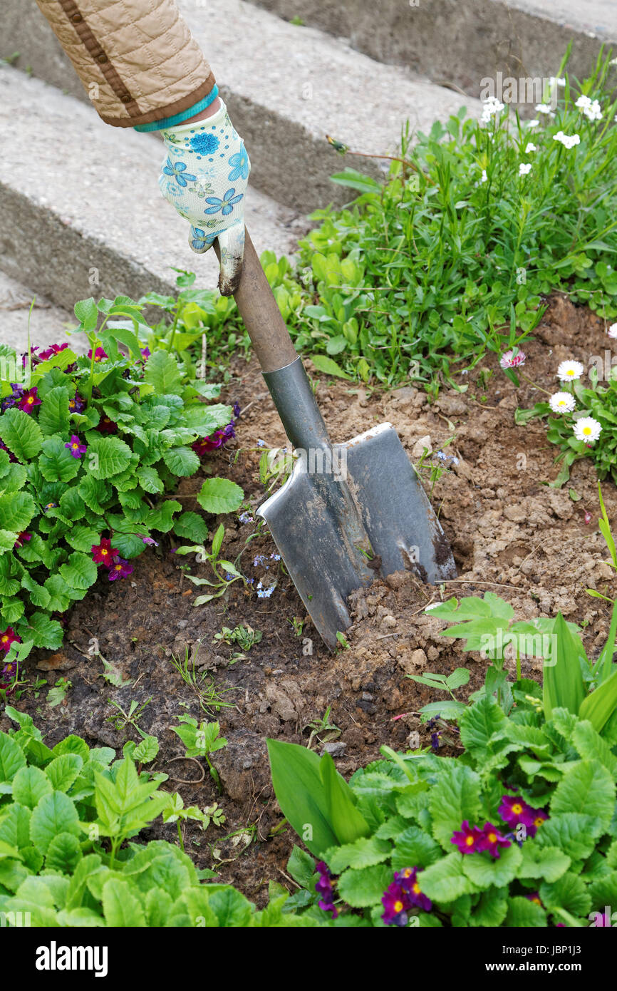 Woman digging the ground with a shovel on a close-up of a garden Stock Photo