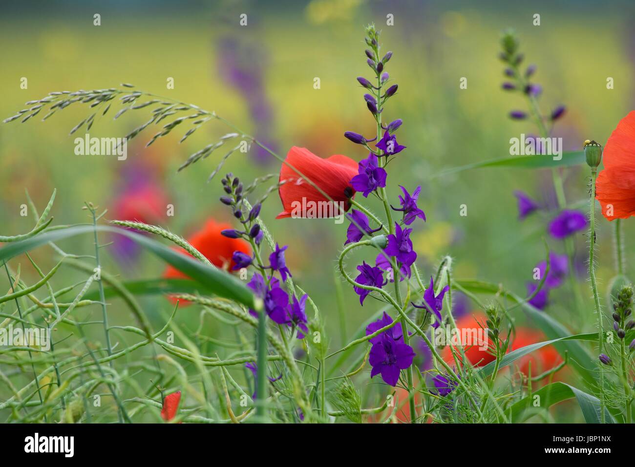 Wild flowers in different colors Stock Photo