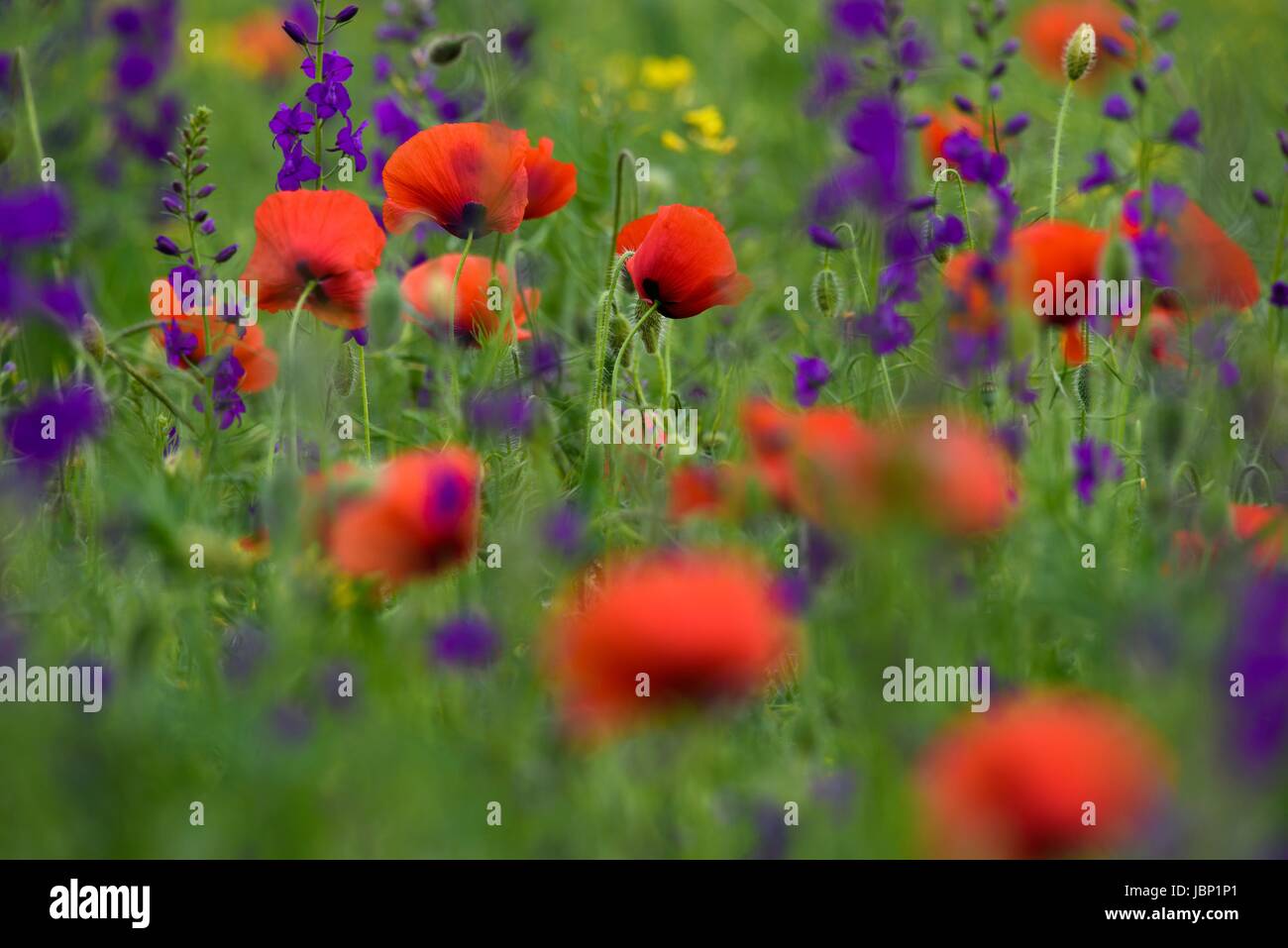 red and purple wild flowers Stock Photo