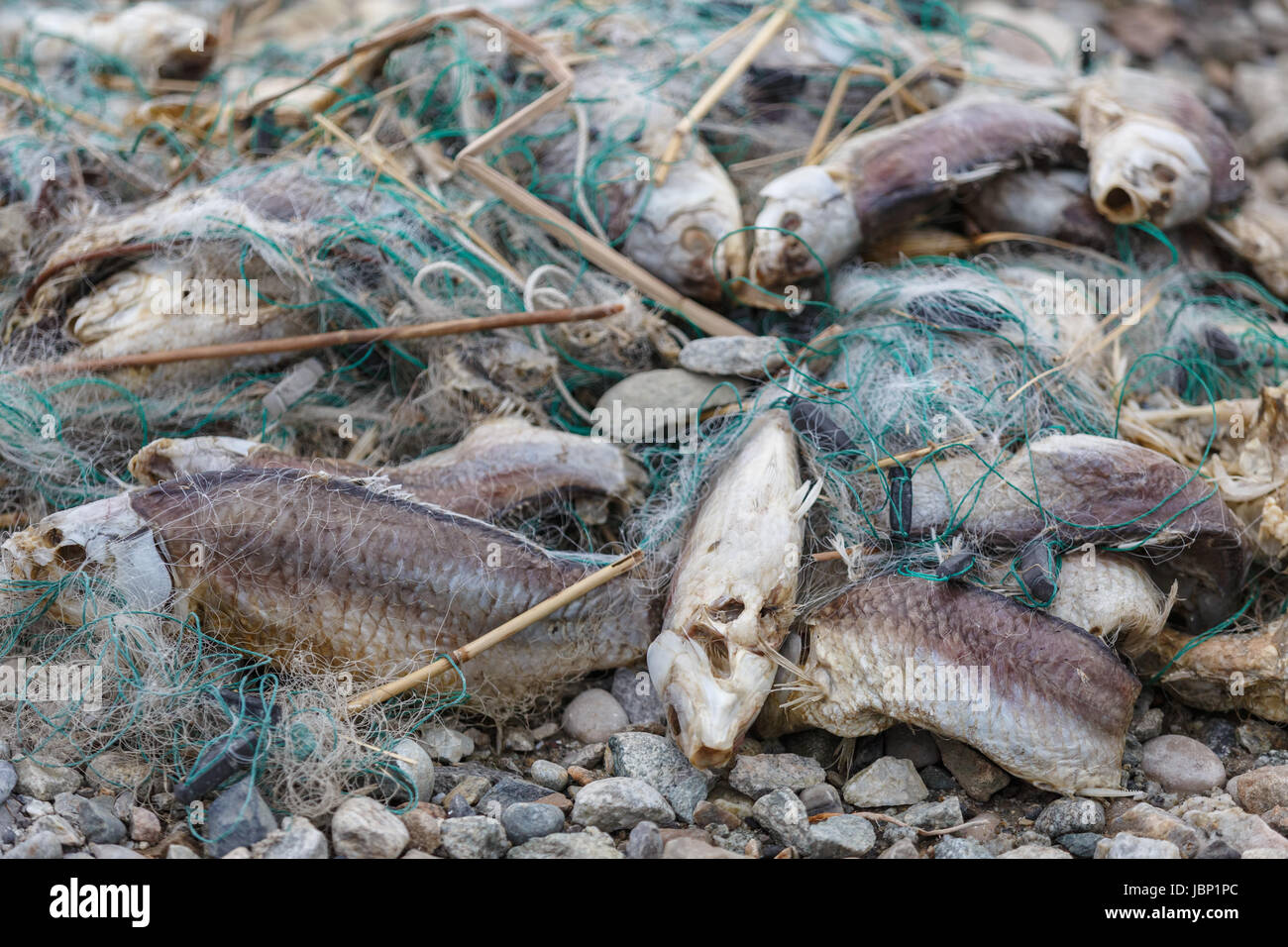Lot of dead fish entangled in a fishing net on the shore Stock