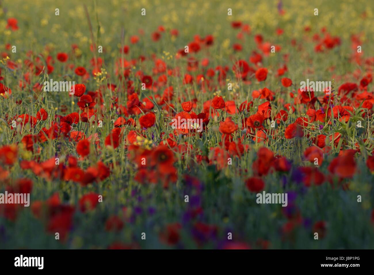 Poppy with red color Stock Photo
