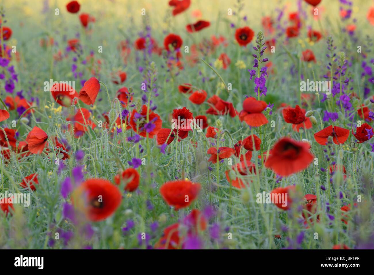 Wild Flowers In Different Colors Stock Photo Alamy wild-flowers-in-different-colors-stock-photo-alamy
