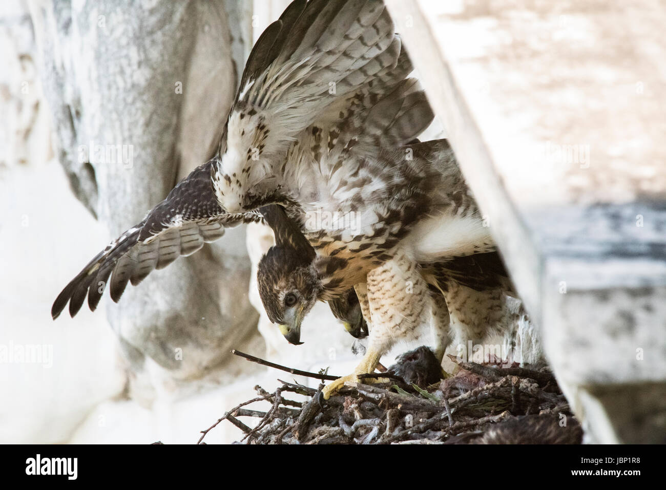 A redtailed hawk nests atop the U.S. Department of Agriculture Whitten Building June 8, 2017 in