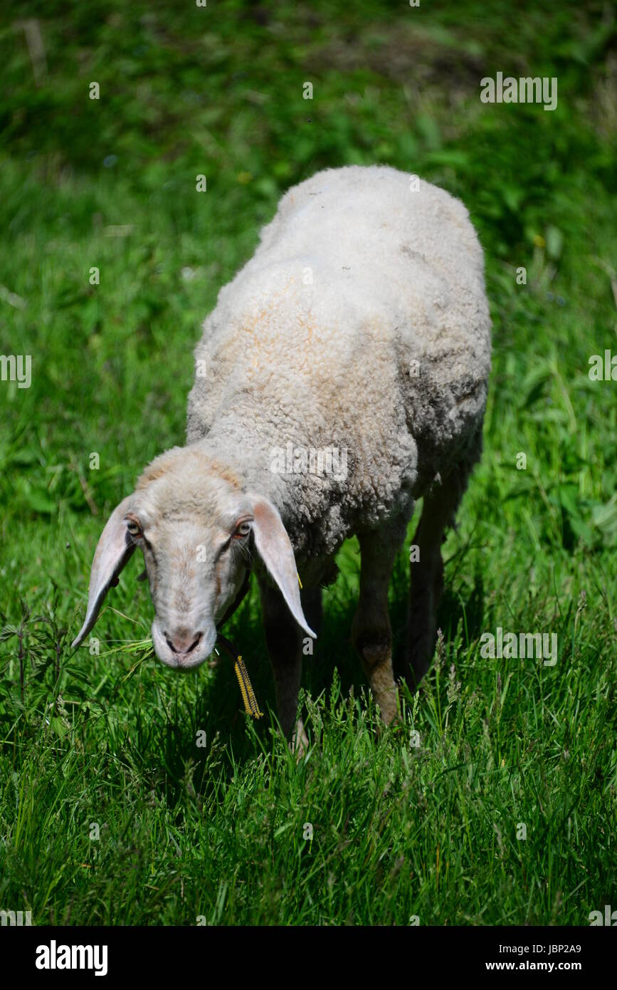sheep on the meadow Stock Photo - Alamy