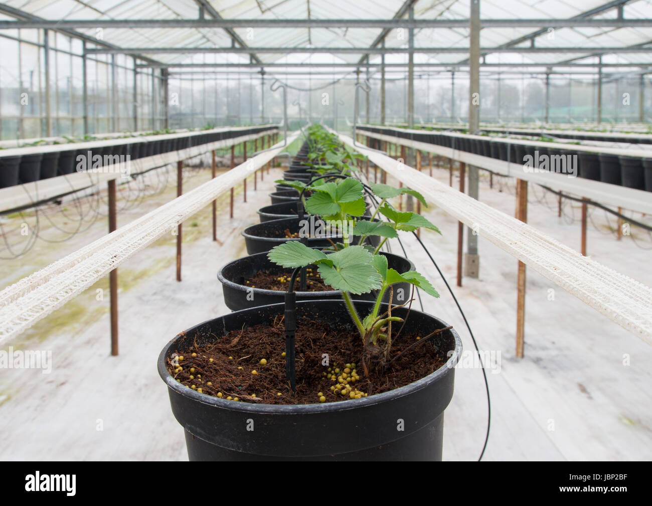 row of young plants in planters inside a greenhouse Stock Photo - Alamy