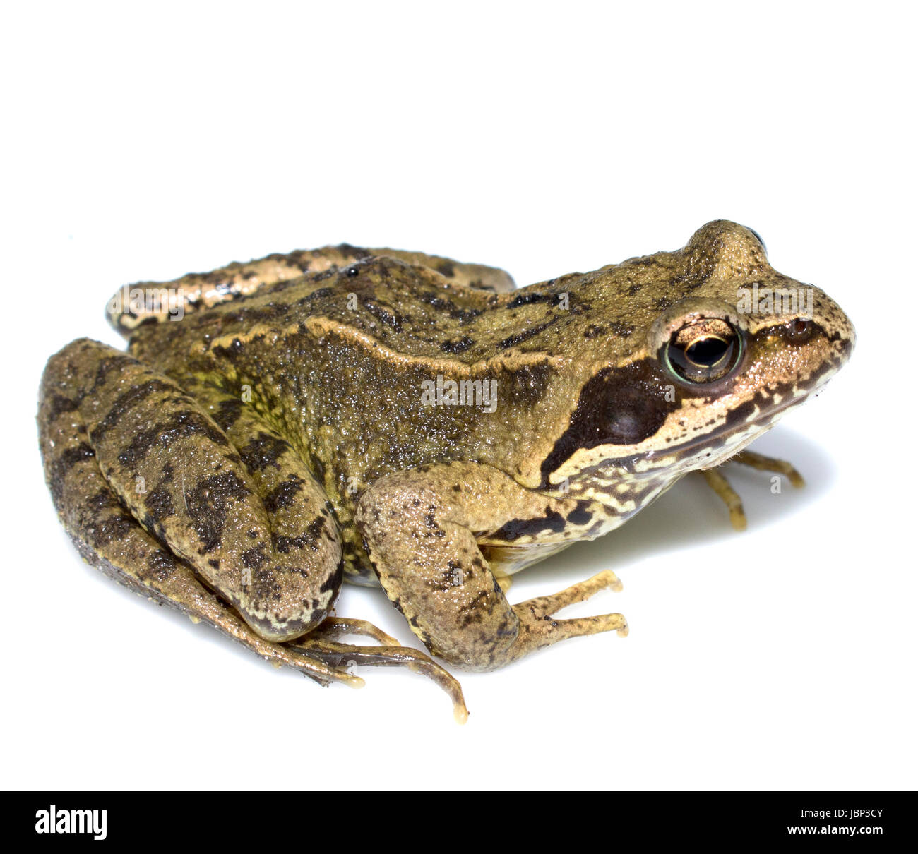 Common English Wild Frog on White Background Stock Photo Alamy