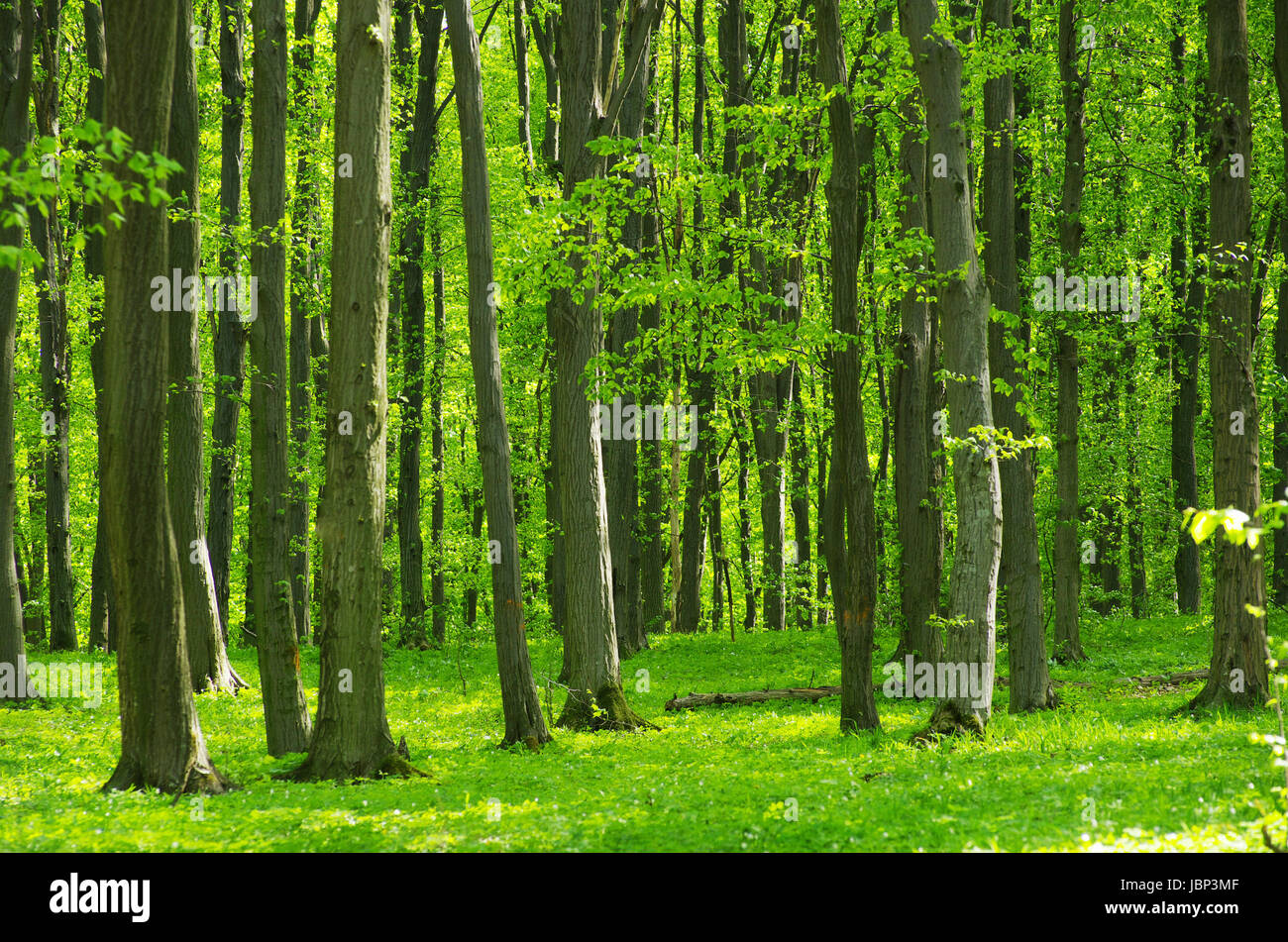 Early morning sun in the forest Stock Photo - Alamy