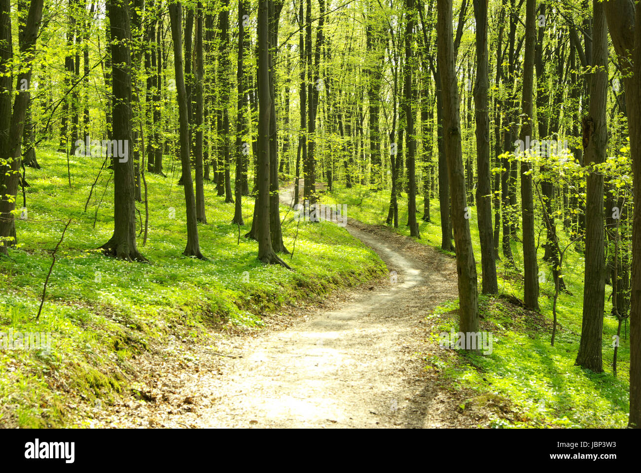 Early morning sun in the green forest Stock Photo - Alamy