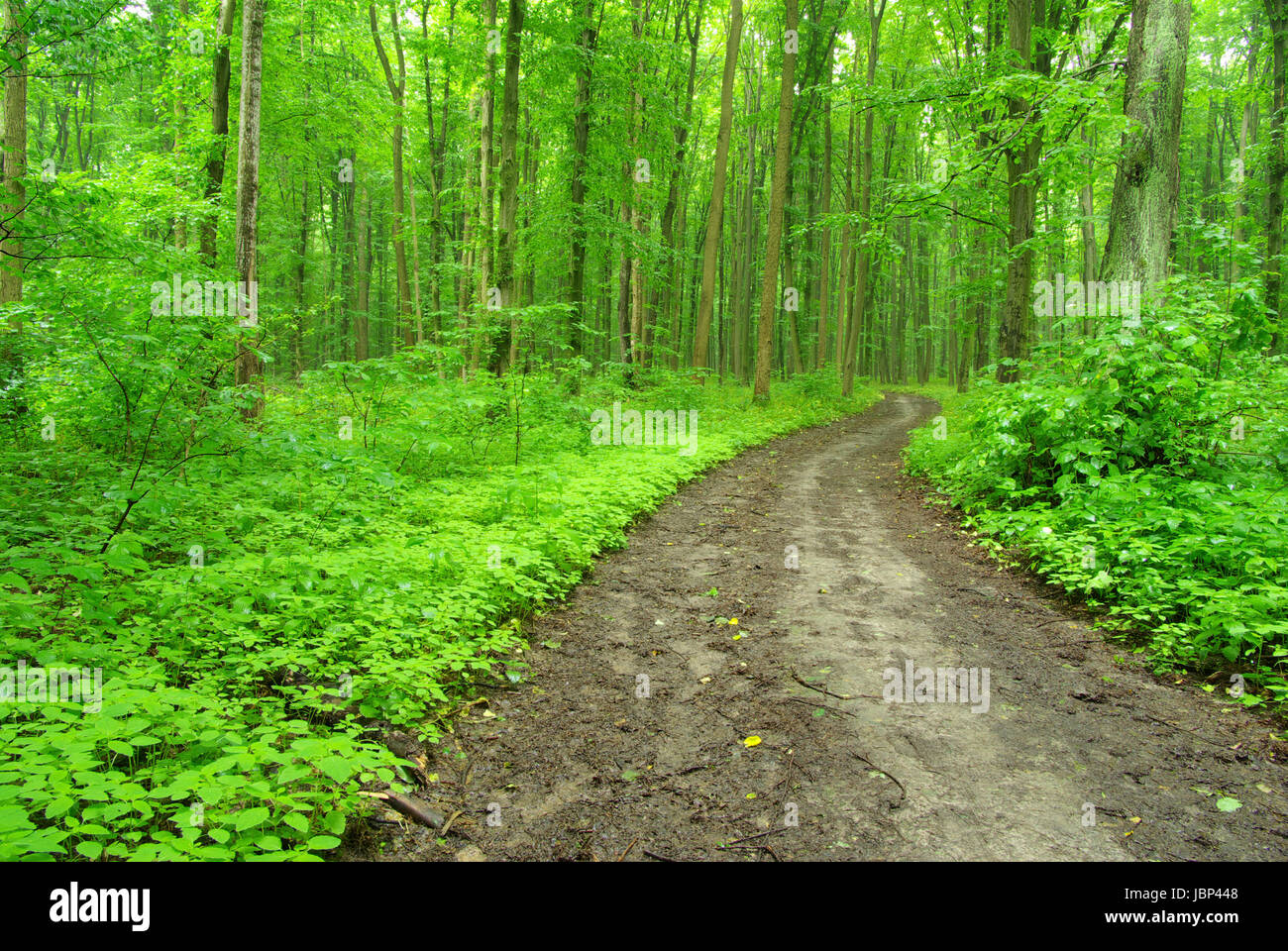 a path is in the green forest Stock Photo - Alamy