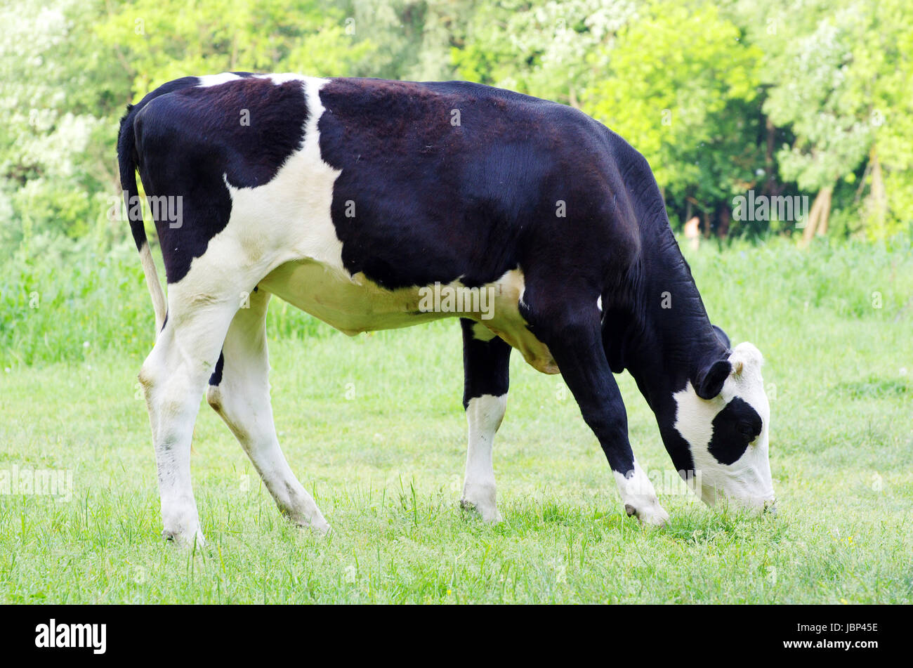 cows on a green meadow Stock Photo - Alamy
