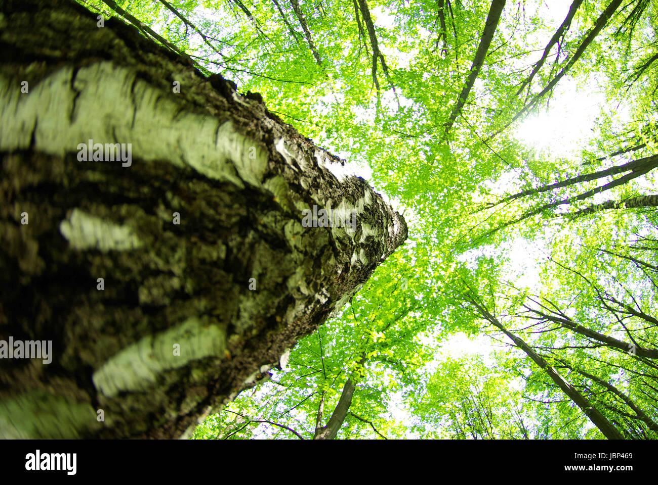 Early morning sun in the green forest Stock Photo - Alamy