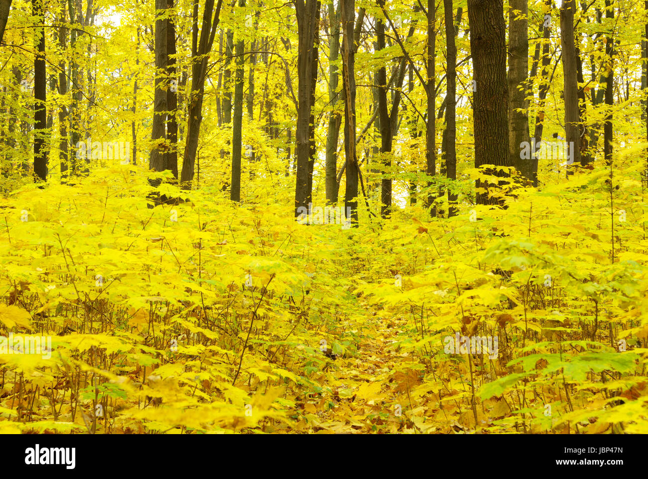 Early morning sun in the autumn forest Stock Photo - Alamy