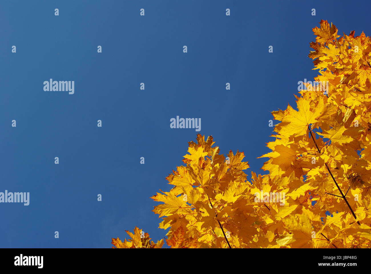autumn leaves against blue sky Stock Photo - Alamy