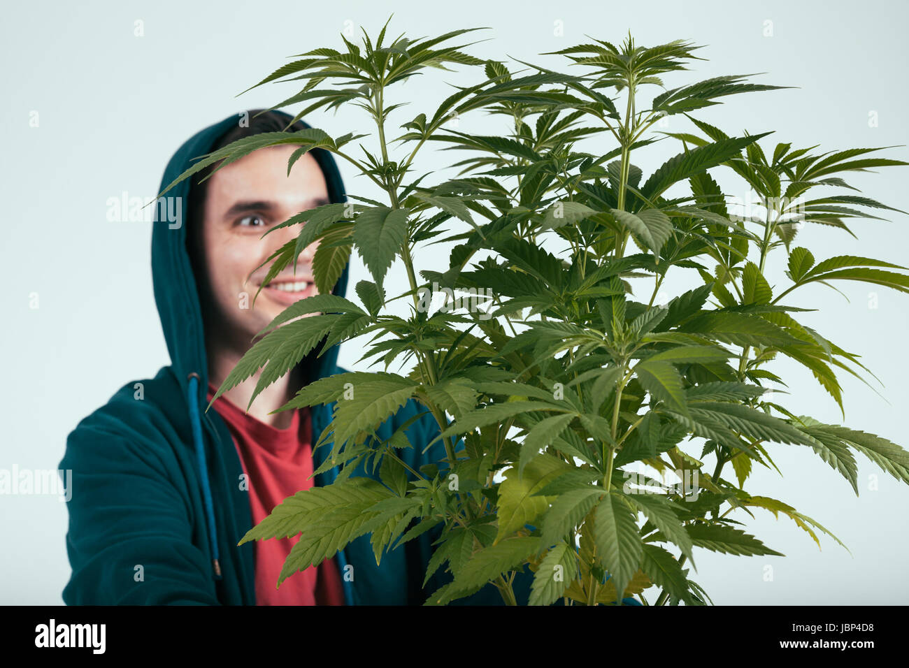 Happy man in hoodie and cannabis plant. Stock Photo