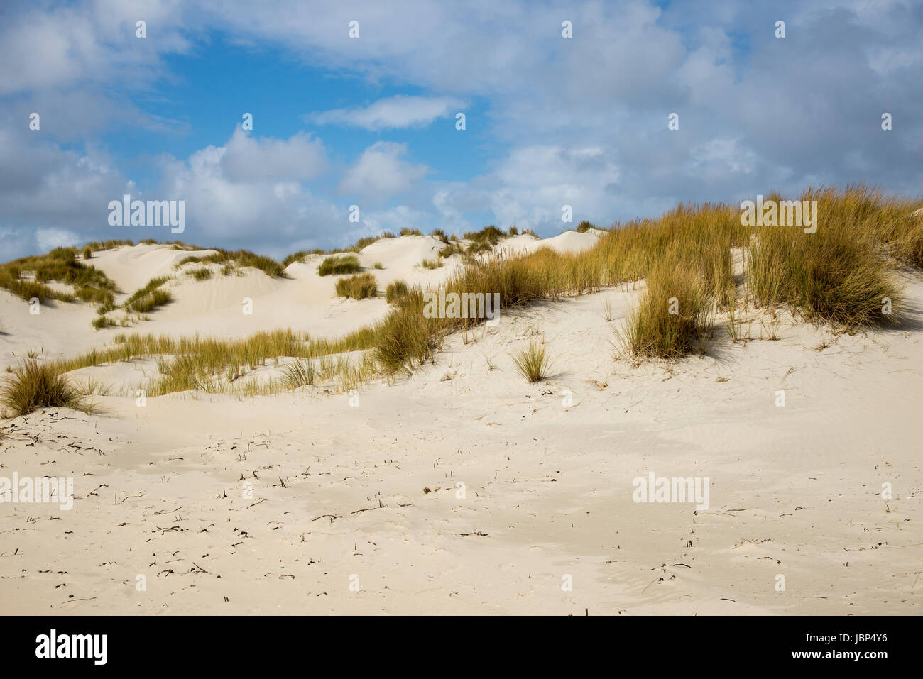 dunes at terschelling, holland Stock Photo - Alamy