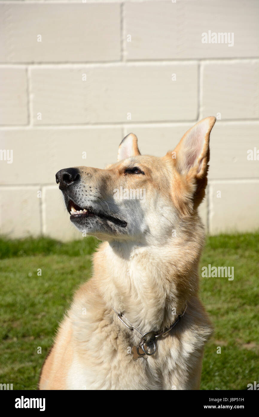 Blonde haired German Shepherd dog Stock Photo - Alamy