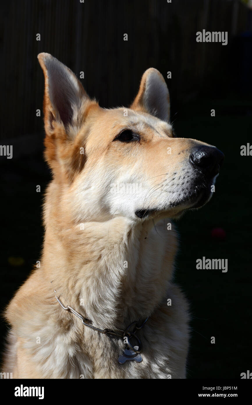 Shepherd blonde hires stock photography and images Alamy
