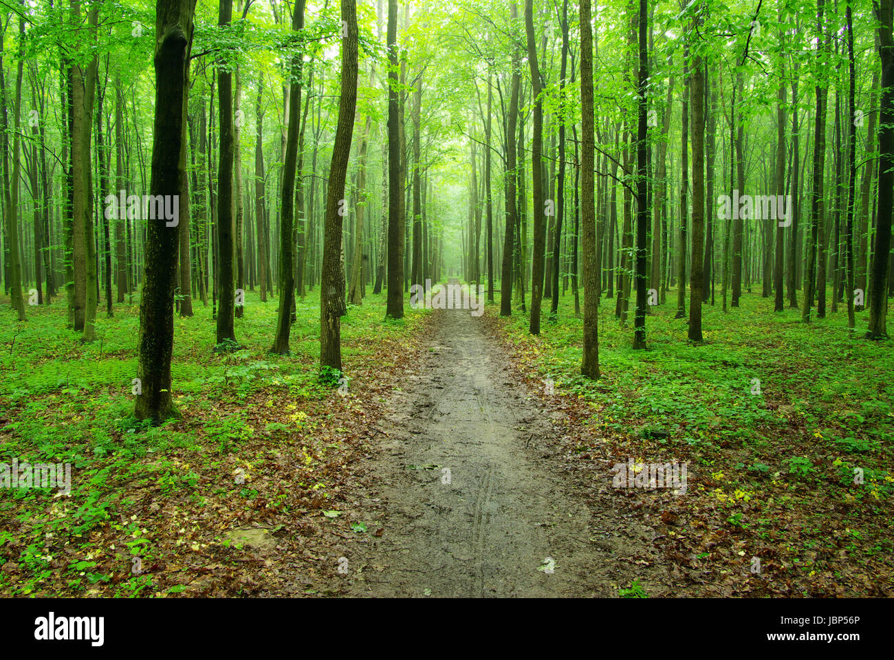 a path is in the green forest Stock Photo - Alamy