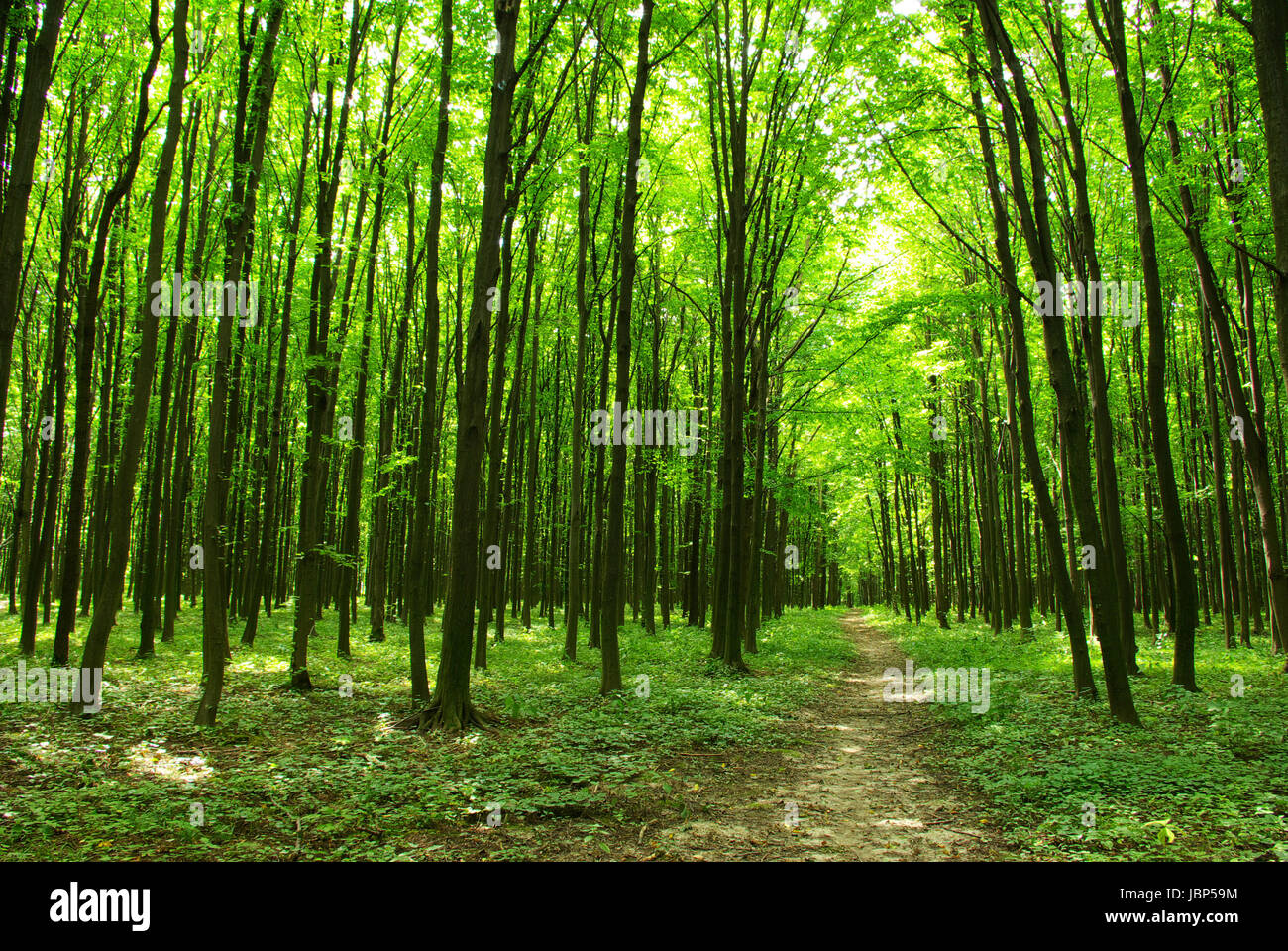a path is in the green forest Stock Photo - Alamy