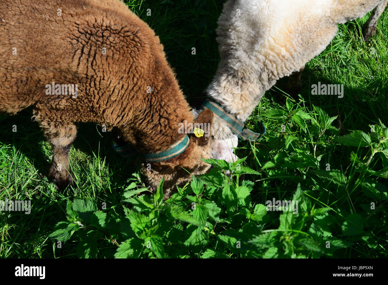 sheep on the meadow Stock Photo - Alamy