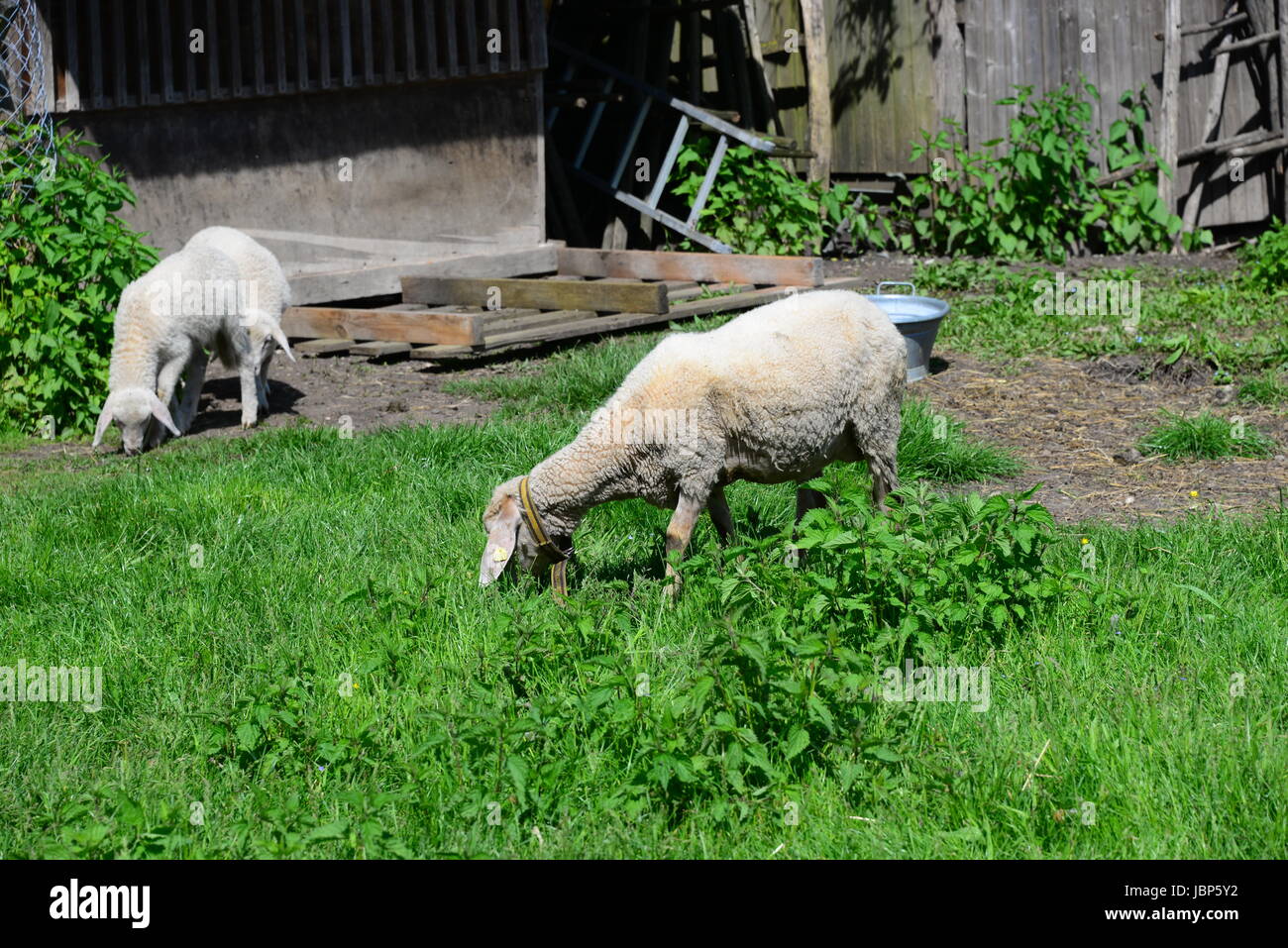 sheep on the meadow Stock Photo - Alamy