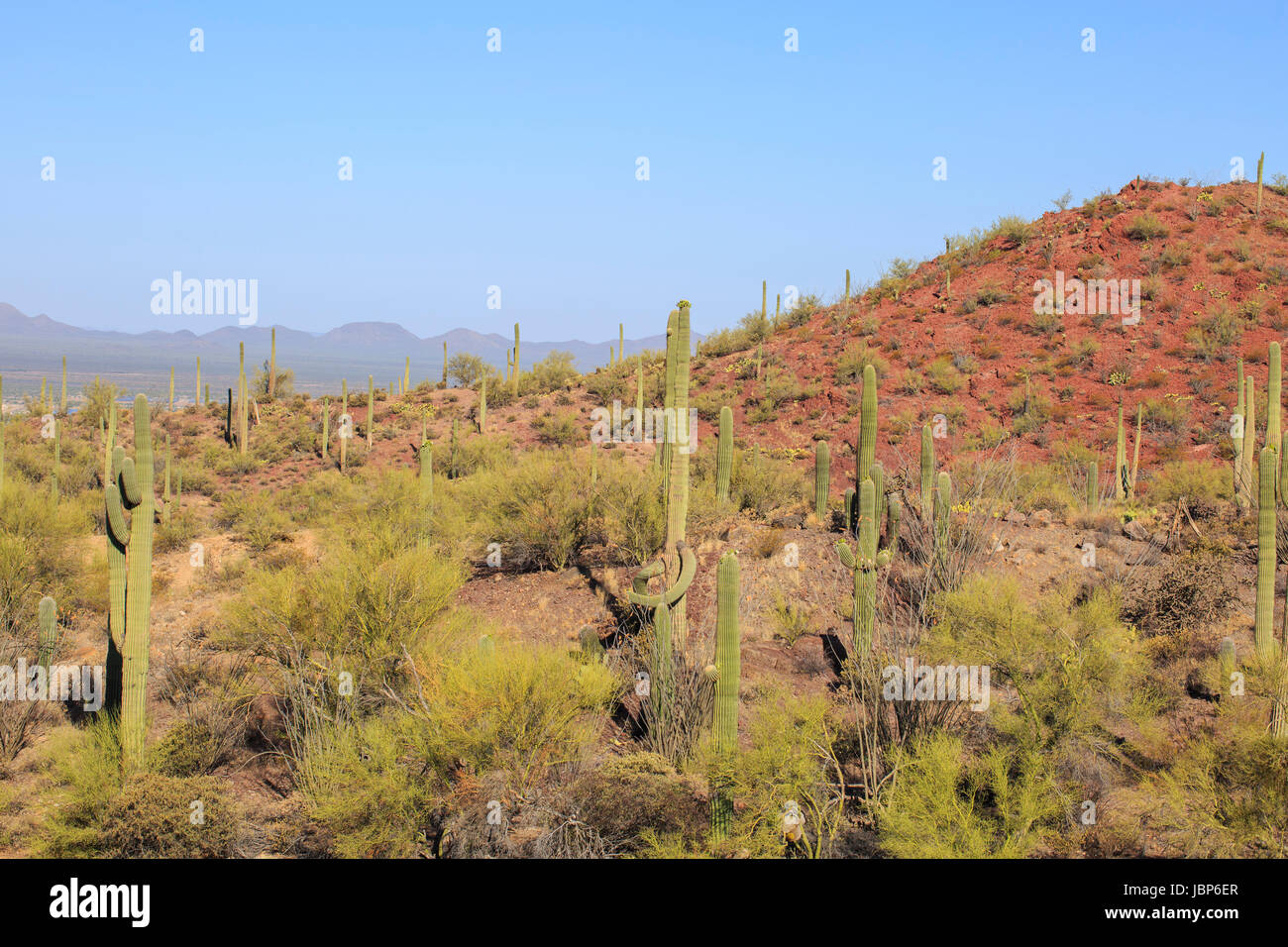 Saguaro cactus in sonoran desert hi-res stock photography and images ...
