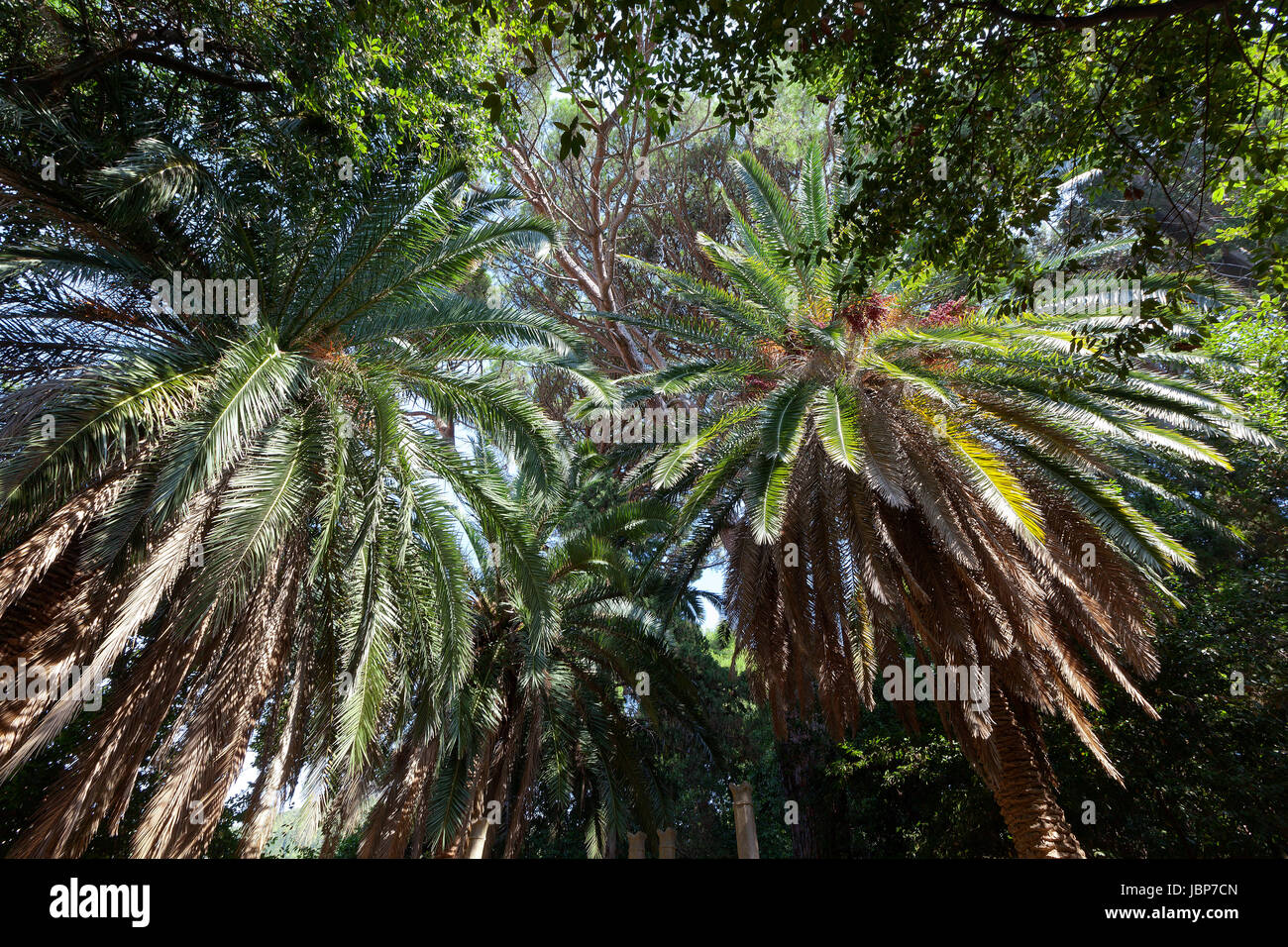 Palm trees, Lopud, Croatia Stock Photo Alamy