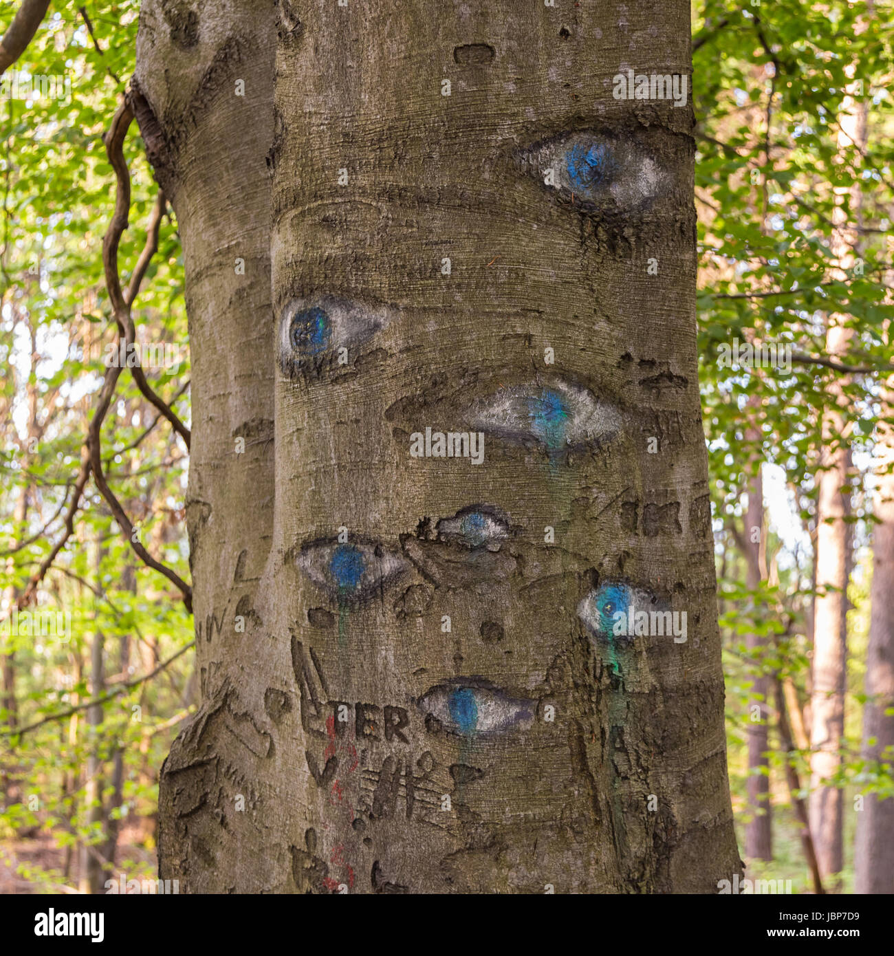 Eyes carved in tree trunk in lush green forest Stock Photo - Alamy